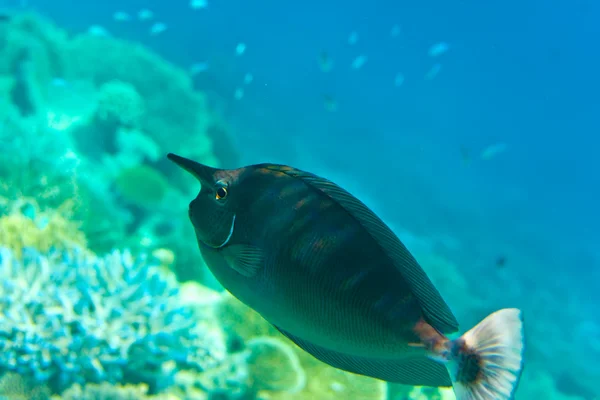 Indický Oceán Ryby Korály Maledivy — Stock fotografie