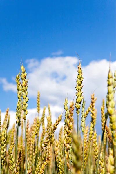 Ears of wheat on sky background — Stock Photo, Image