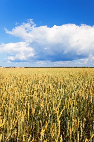 Field Wheat Azure Sky — Stock Photo, Image