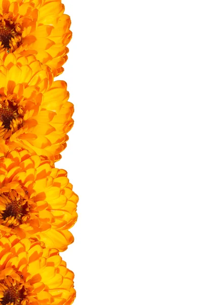 Narancssárga Virágos Kártya — Stock Fotó