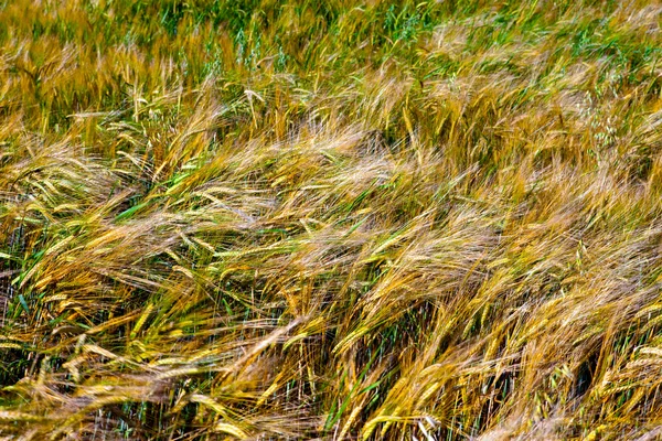 Уши Пшеницы — стоковое фото