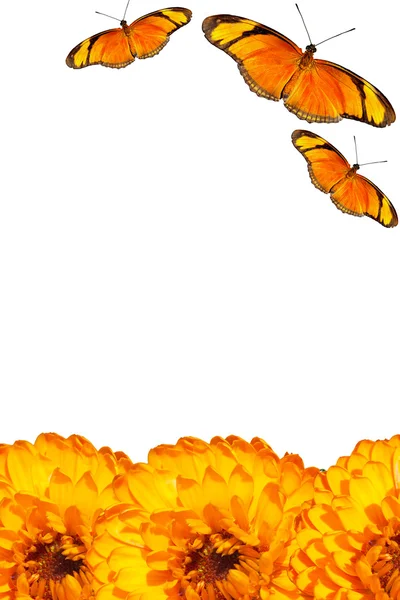 Апельсиновые бабочки и оранжевые цветы - открытка — стоковое фото