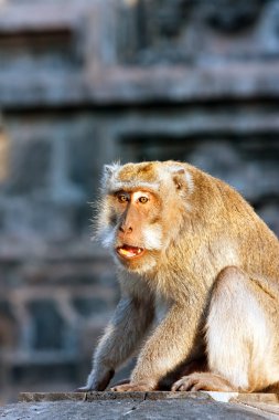 Bali,Indonesia. Monkeys in temple. clipart