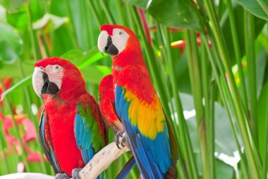 Bright large tropical parrots sit on a branch