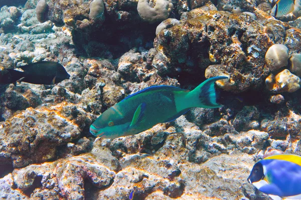 Indischer Ozean. Fische in Korallen. Malediven — Stockfoto