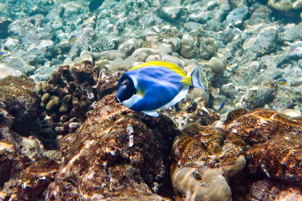 Oceano Indiano. Pesci nei coralli. Maldive — Foto Stock