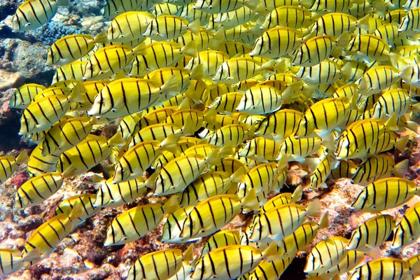 Indian Ocean Fishes Corals Maldives — Stock Photo, Image