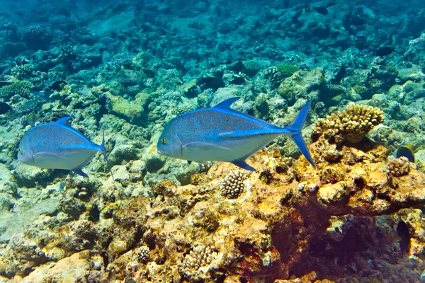 stock image Indian ocean. Fishes in corals. Maldives