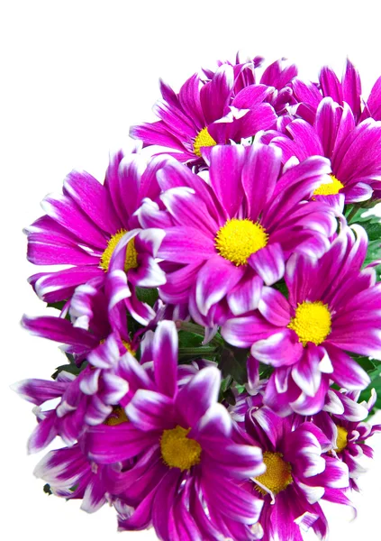 Pink Chrysanthemum Focus Distant Flowers — Stock Photo, Image