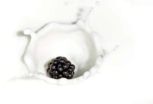 A amora-preta que cai no leite — Fotografia de Stock