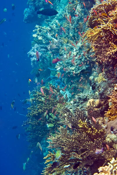 Peixes Corais — Fotografia de Stock