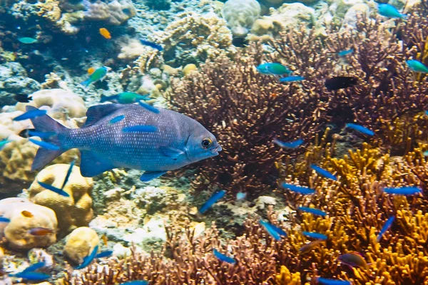 stock image Fishes in corals.