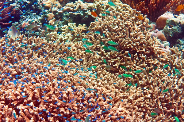 Рыбы Кораллах — стоковое фото