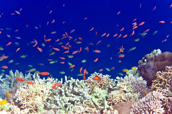 Pesci nei coralli . — Foto Stock