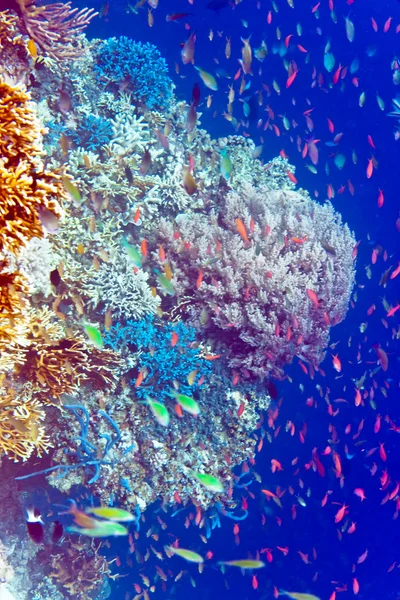 Peces Corales — Foto de Stock