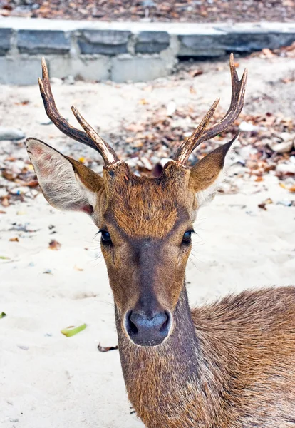 Deer with big horns on sand — Stock Photo, Image