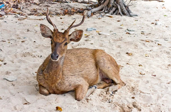 Deer op zand — Stockfoto