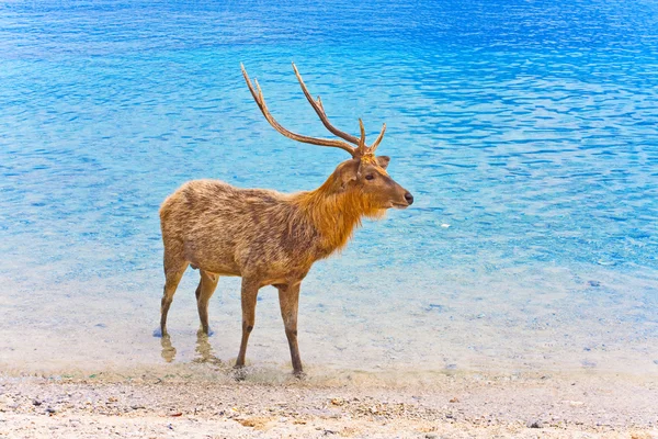Deer Big Horns Ocean — Stock Photo, Image