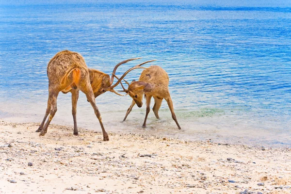 Two deer butt horns at ocean — Stock Photo, Image