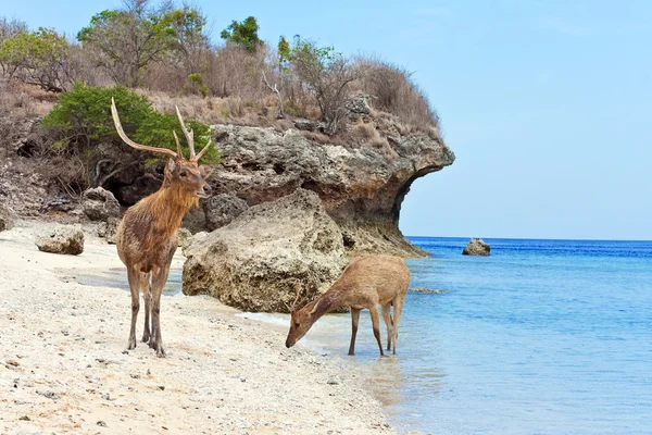 El ciervo abandona el mar en la costa —  Fotos de Stock
