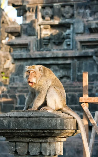 Bali Indonesia Monkeys Temple — Stock Photo, Image