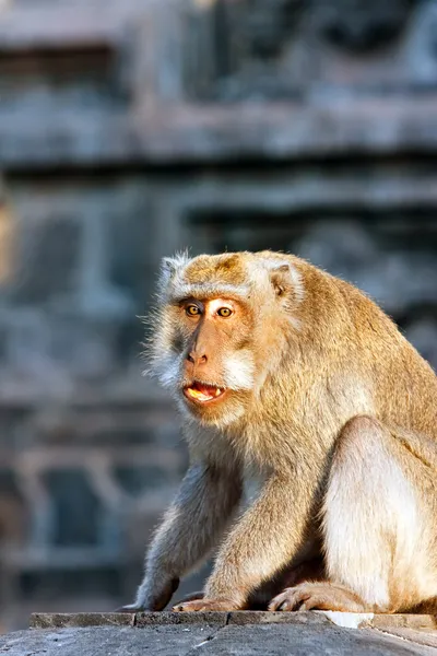 Bali Indonésia Macacos Templo — Fotografia de Stock