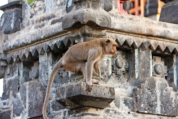 Bali, Indonesië. apen in de tempel. — Stockfoto