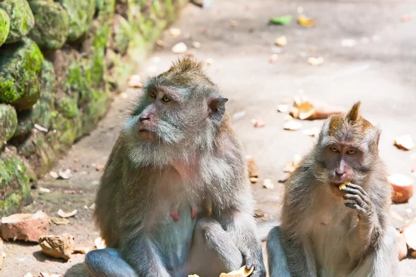 Long-tailed macaque champs apple — Stock Photo, Image
