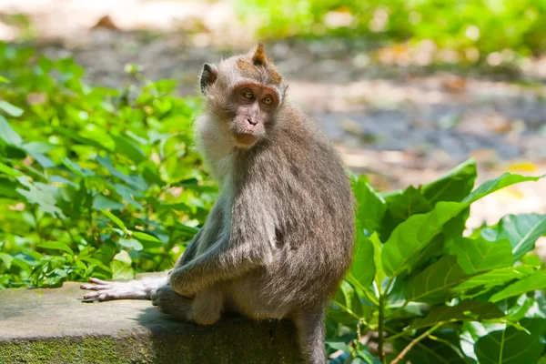 Macaco de cauda longa — Fotografia de Stock