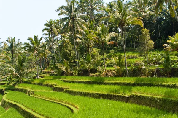 Reisterrassen Bali Indonesien — Stockfoto