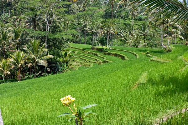 Vista sobre terraços de arroz, Bali, Indonésia — Fotografia de Stock
