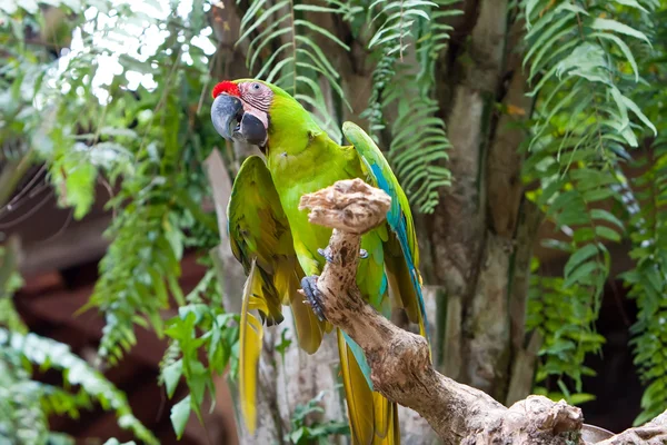 Bellissimo pappagallo colorato — Foto Stock