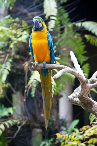 Bright Macaw Parrot Sitting Branch — Stock Photo, Image