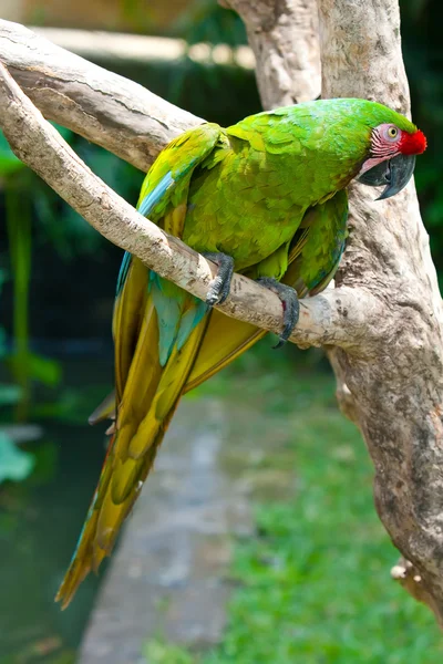 Un perroquet aras brillant, assis sur une branche . — Photo