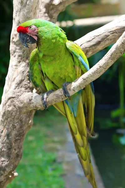 Světlé papoušek papoušek, sedící na větvi. — Stock fotografie