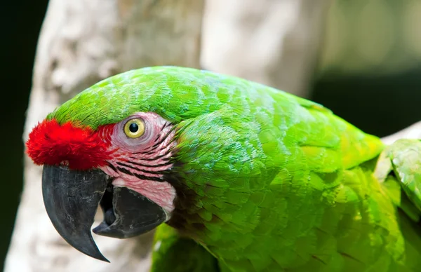 Světlé Papoušek Papoušek — Stock fotografie