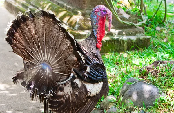 Turkey cock on green grass — Stock Photo, Image