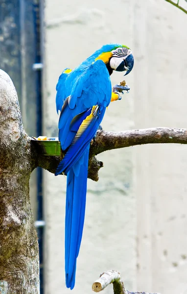 Macaw Parrot Sitting Branch — Stock Photo, Image