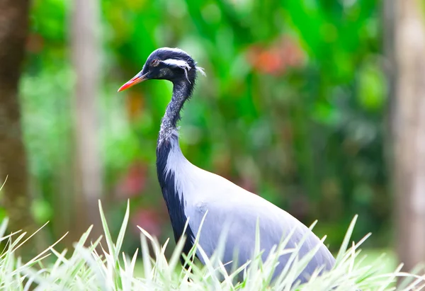 Southern Crowned Grey Crane — Stock fotografie
