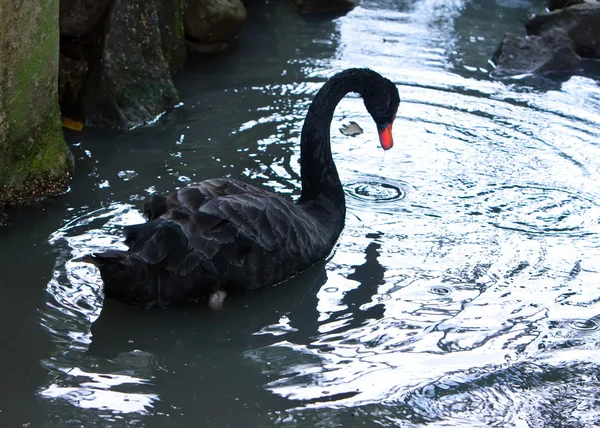 Чёрный лебедь. — стоковое фото