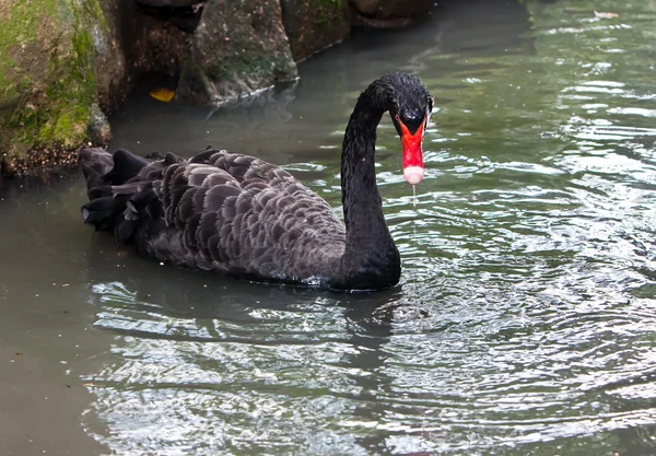 Cisne negro. — Foto de Stock