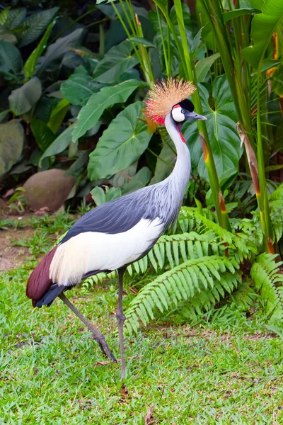 Southern Crowned Grey Crane — Stock Photo, Image