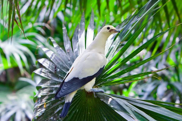 White Pigeon — Stock Photo, Image
