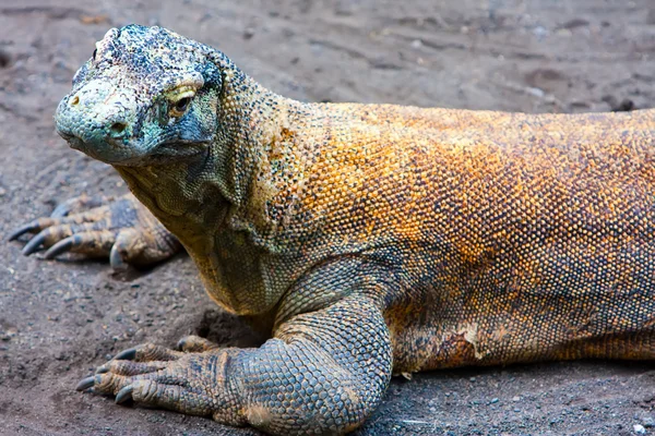 Huge monitor lizard on grey sand — Stock Photo, Image