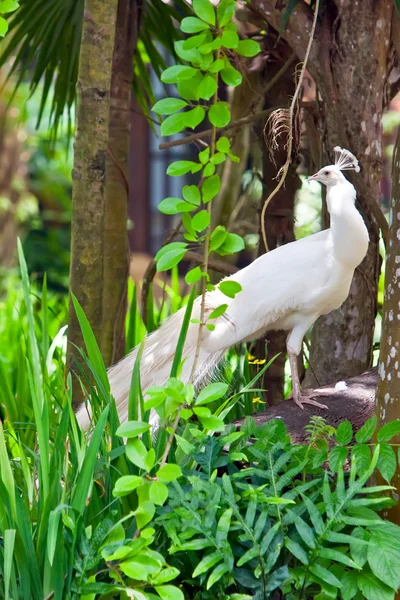 绿色树叶之间的白孔雀 — Stockfoto