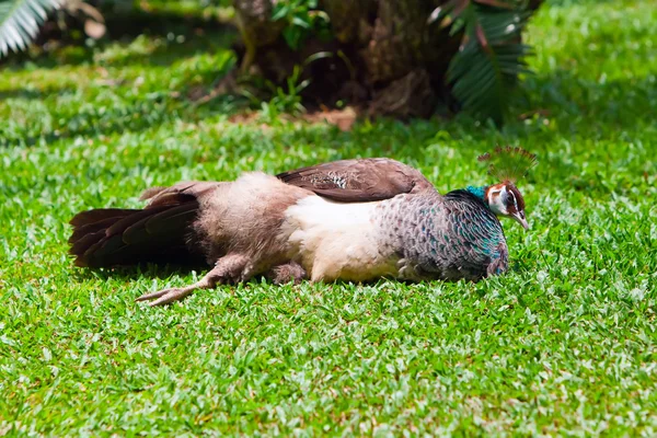 Павлин лежит на зеленой траве — стоковое фото