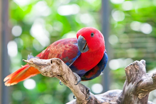 Papagaio Colorido Bonito — Fotografia de Stock