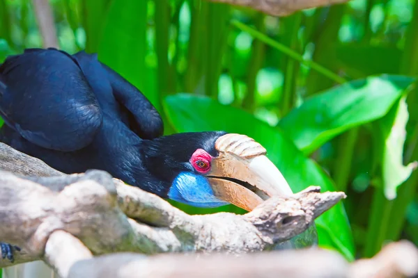 Toucan Bird — Stockfoto