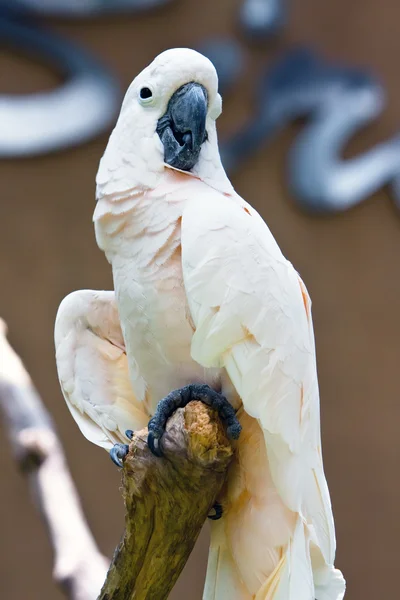 Bílý papoušek — Stock fotografie