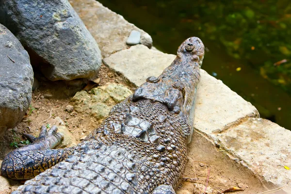 Krokodil på packa ihop av ett dike — Stockfoto